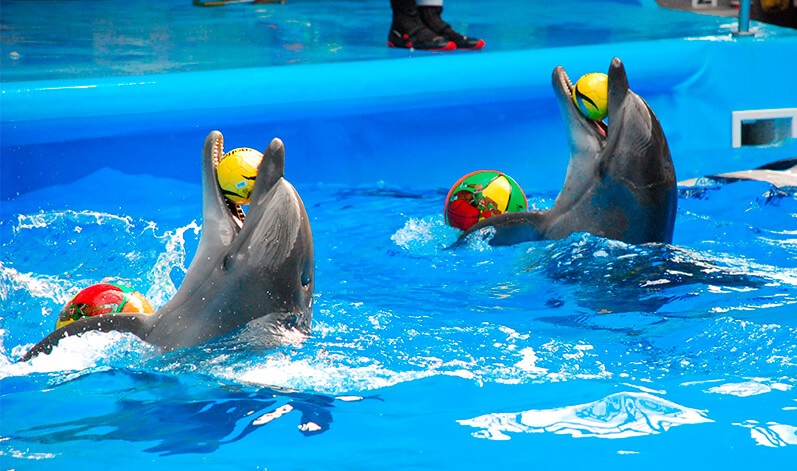 Дельфинарий в Алуште рядом с Гурзуфом в Крыму